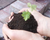 グリーンパワーの画像