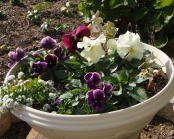 ポット苗の画像