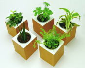 ミニ観葉植物の画像